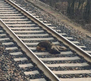 Coppia di lupi travolta da un treno nel teramano, traffico ferroviario interrotto